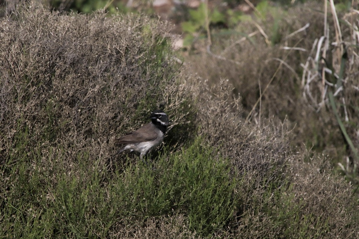 ノドグロヒメドリ - ML647661883