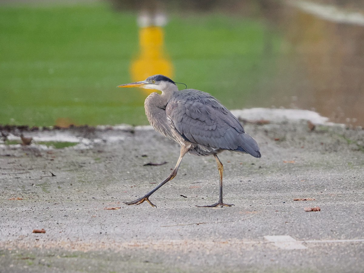 Great Blue Heron - ML647661900