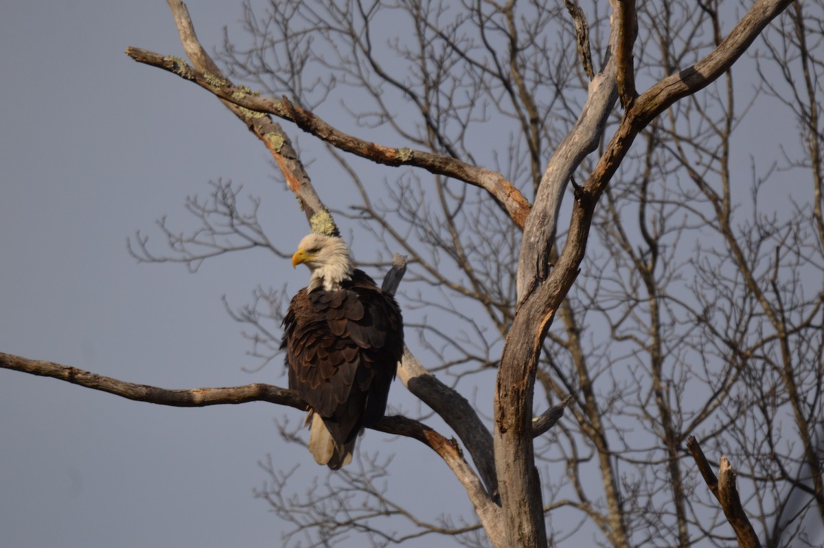 עיטם לבן-ראש - ML647661901