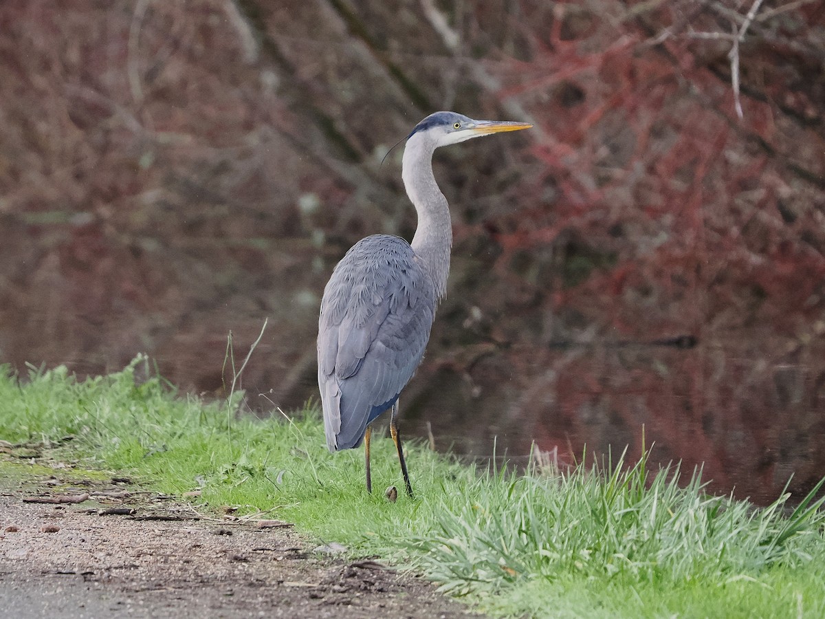 Great Blue Heron - ML647661902