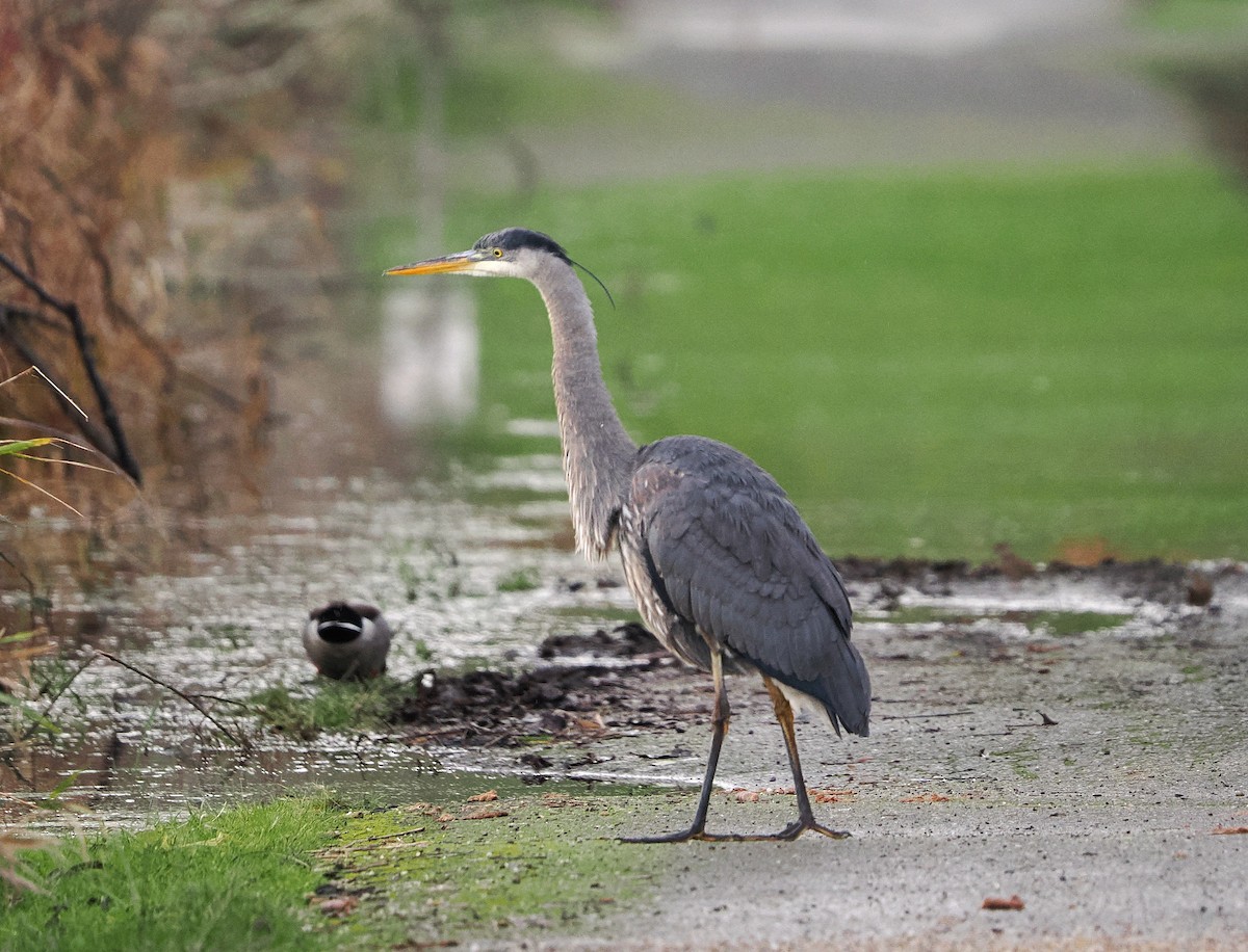Great Blue Heron - ML647661903
