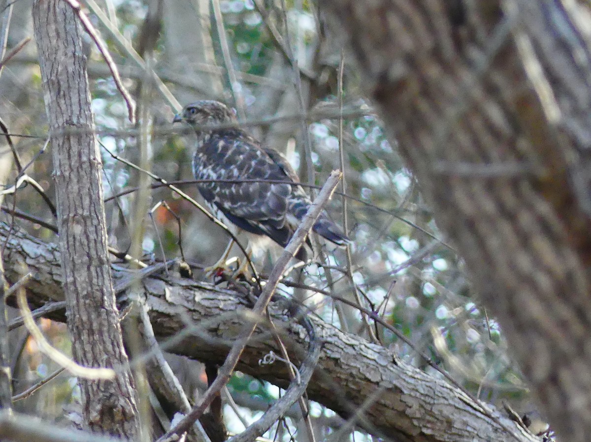 Red-shouldered Hawk - ML647661980