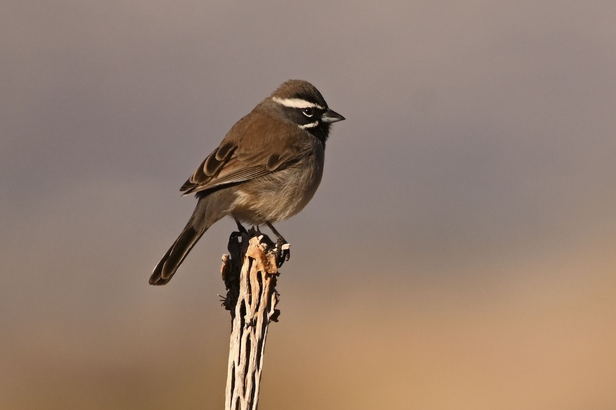 ノドグロヒメドリ - ML647661991