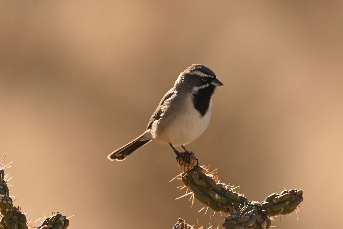 ノドグロヒメドリ - ML647661992