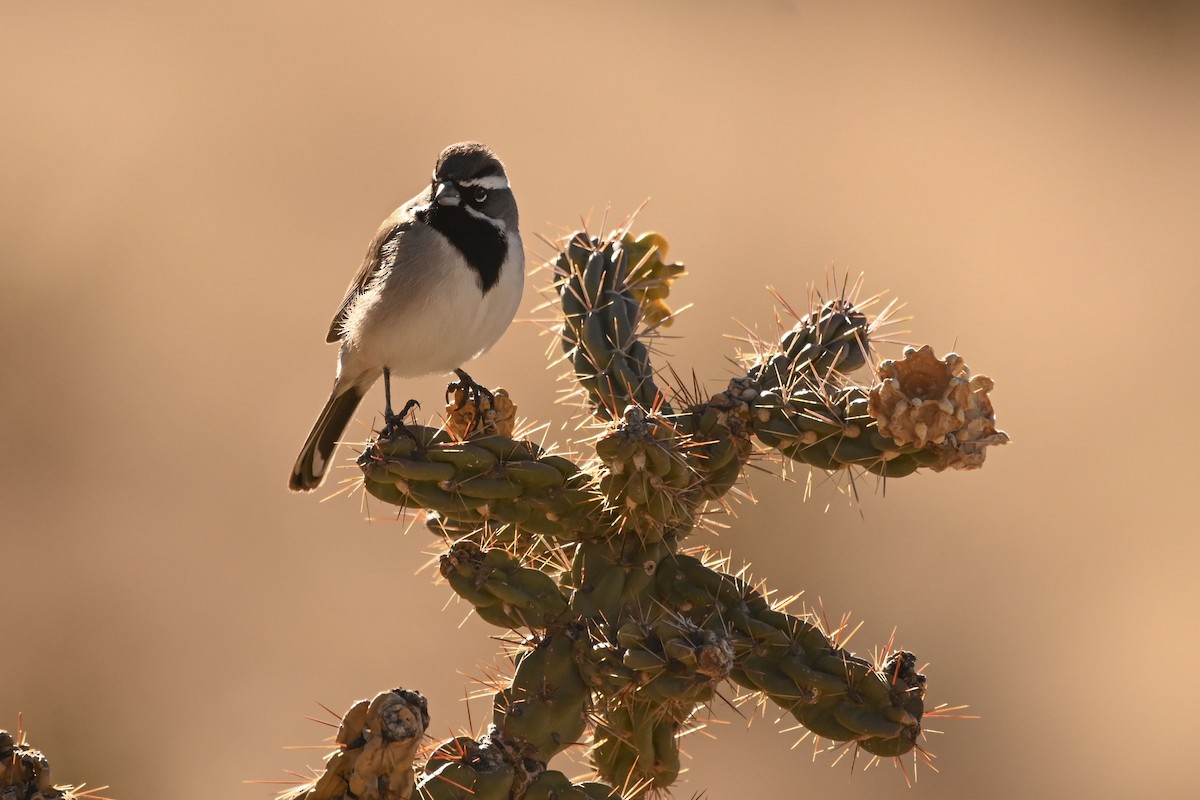 ノドグロヒメドリ - ML647661993