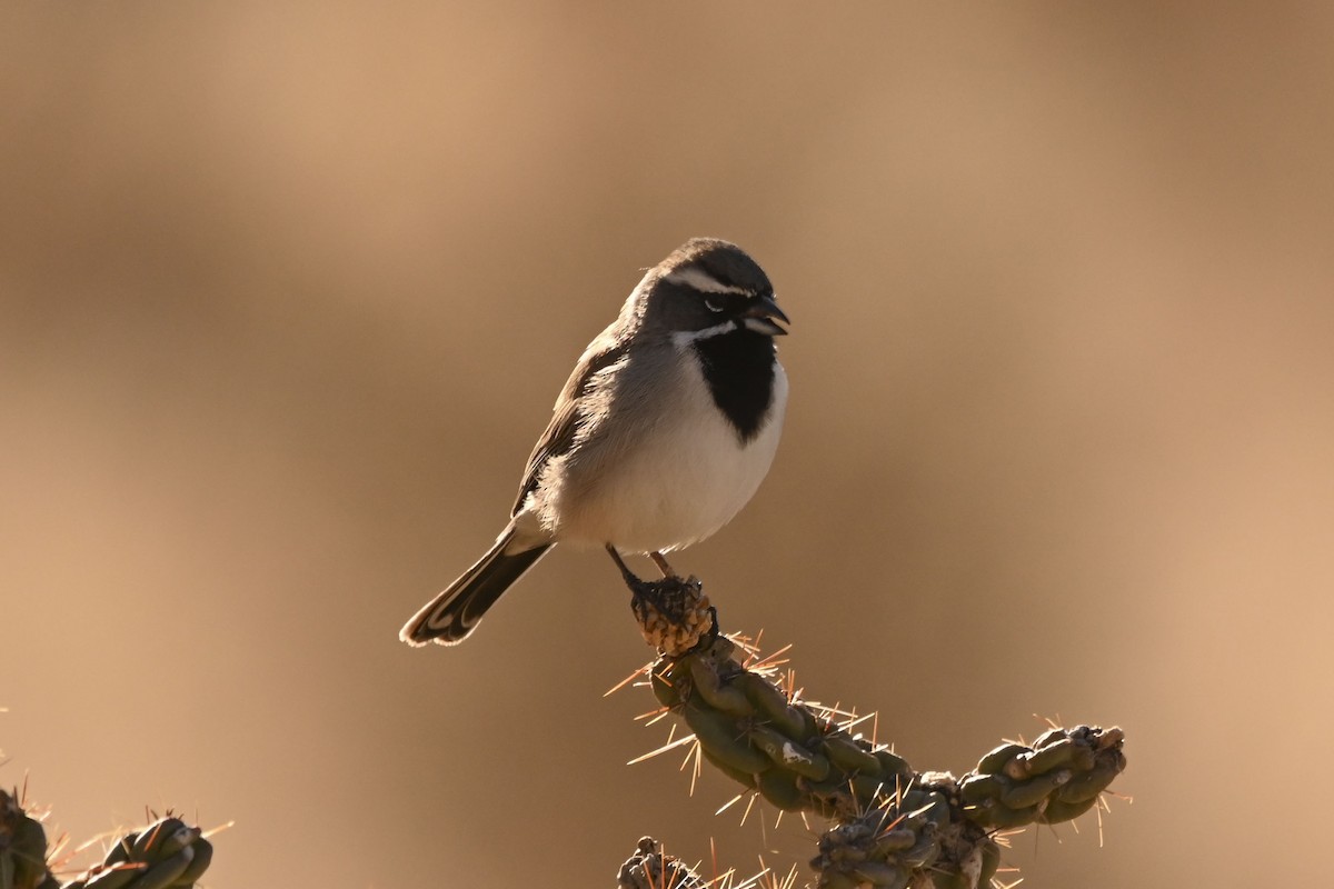 ノドグロヒメドリ - ML647661994