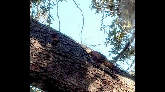 Декол золотистий - ML647662005