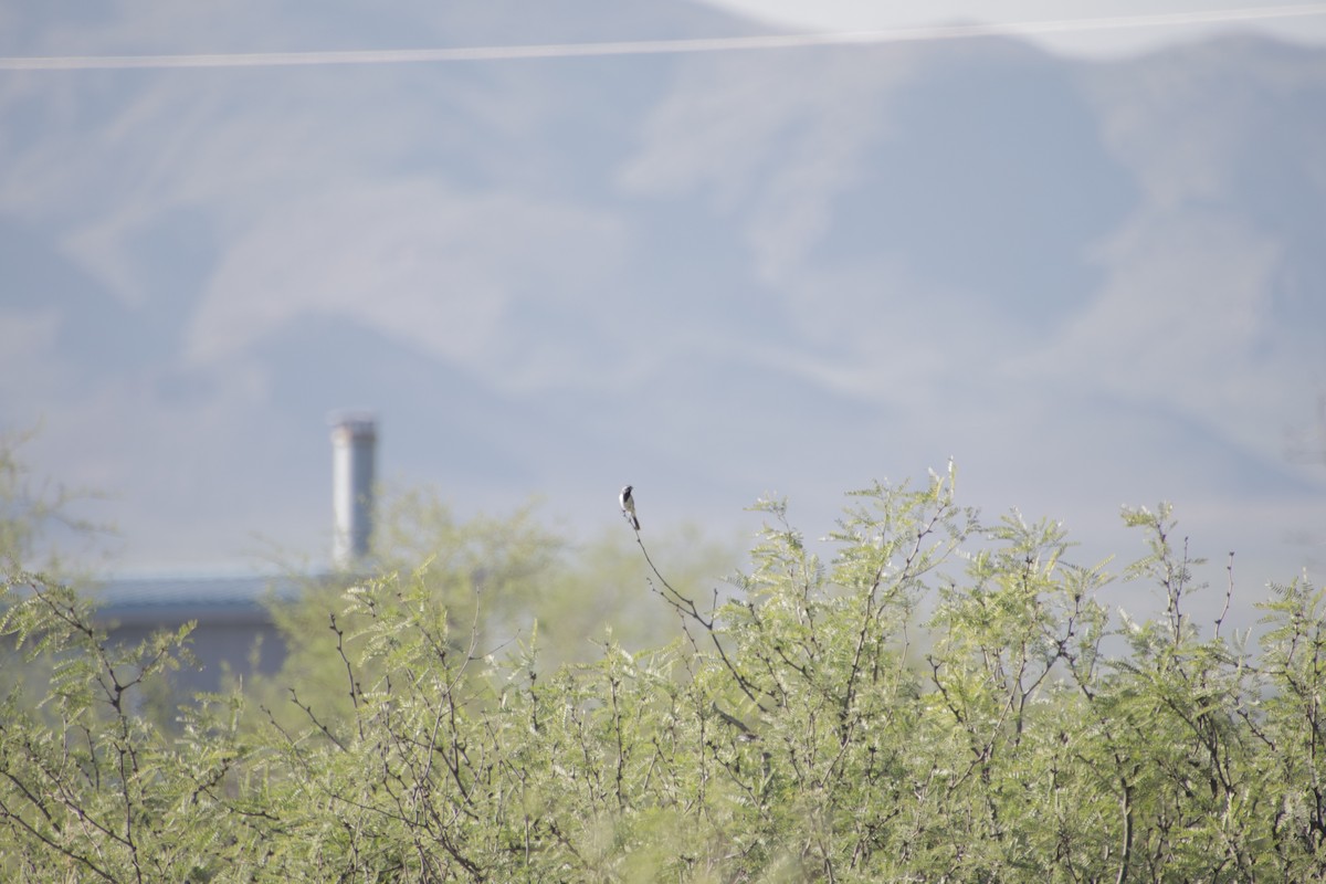 ノドグロヒメドリ - ML647662014