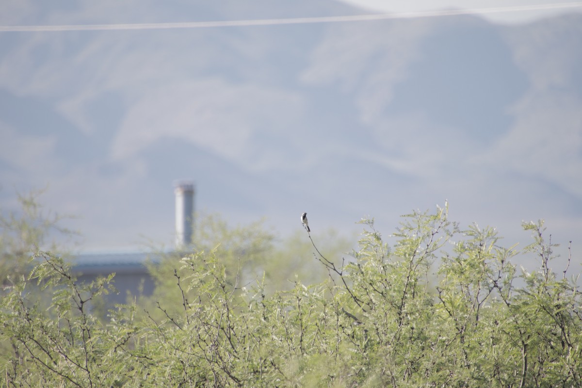 ノドグロヒメドリ - ML647662015