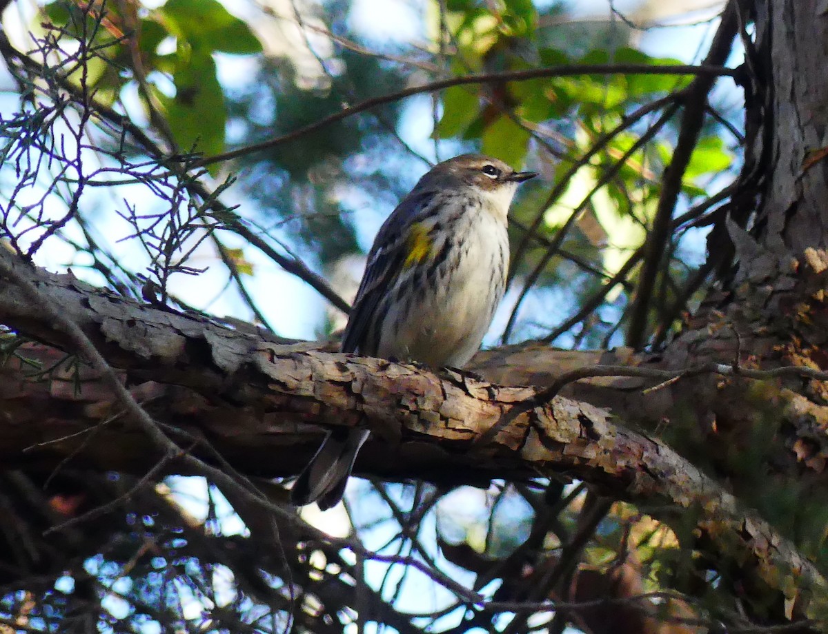 Yellow-rumped Warbler (Myrtle) - ML647662018