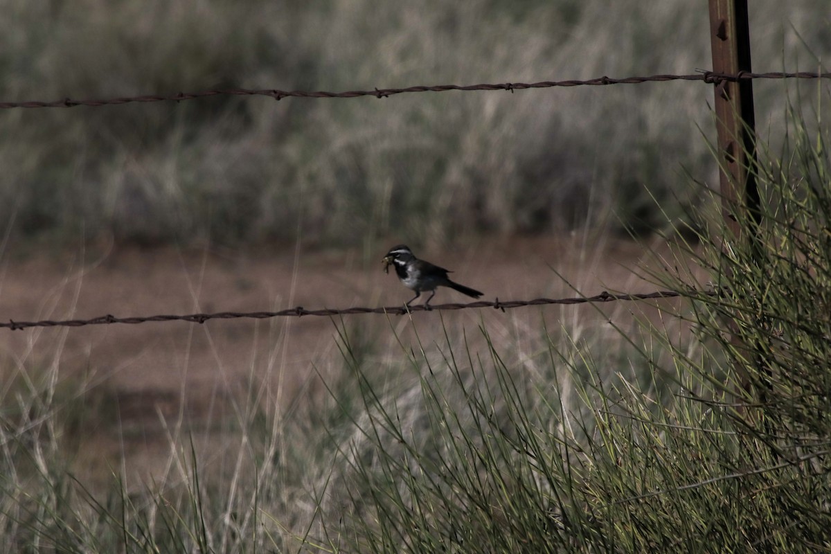 ノドグロヒメドリ - ML647662020