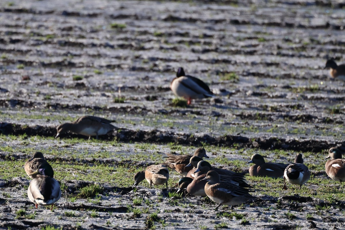 Canard d'Amérique - ML647662028