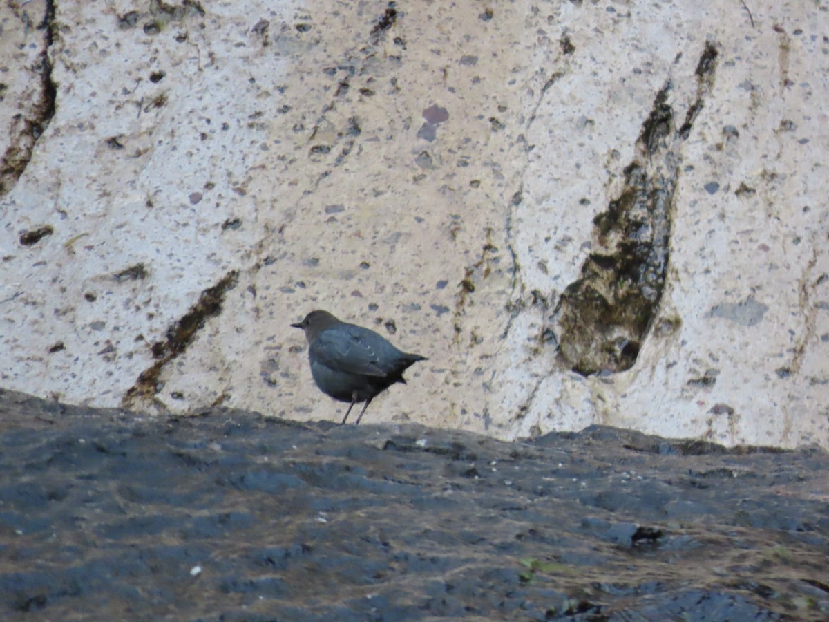 American Dipper - ML647662029