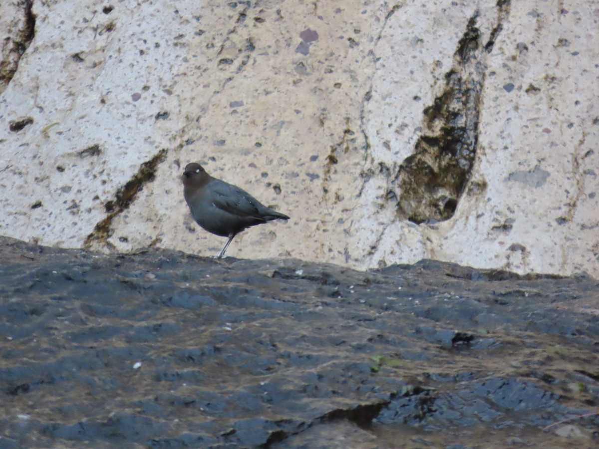 American Dipper - ML647662030