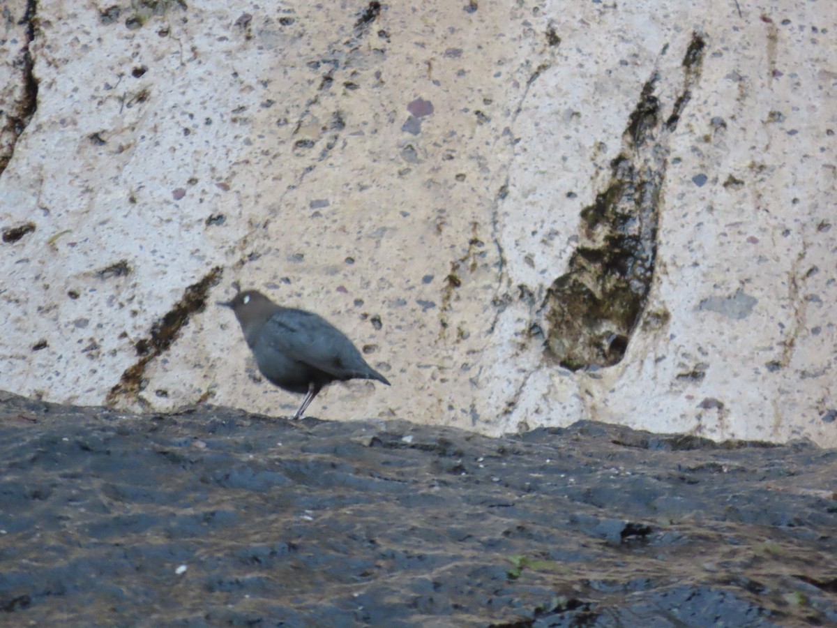American Dipper - ML647662031