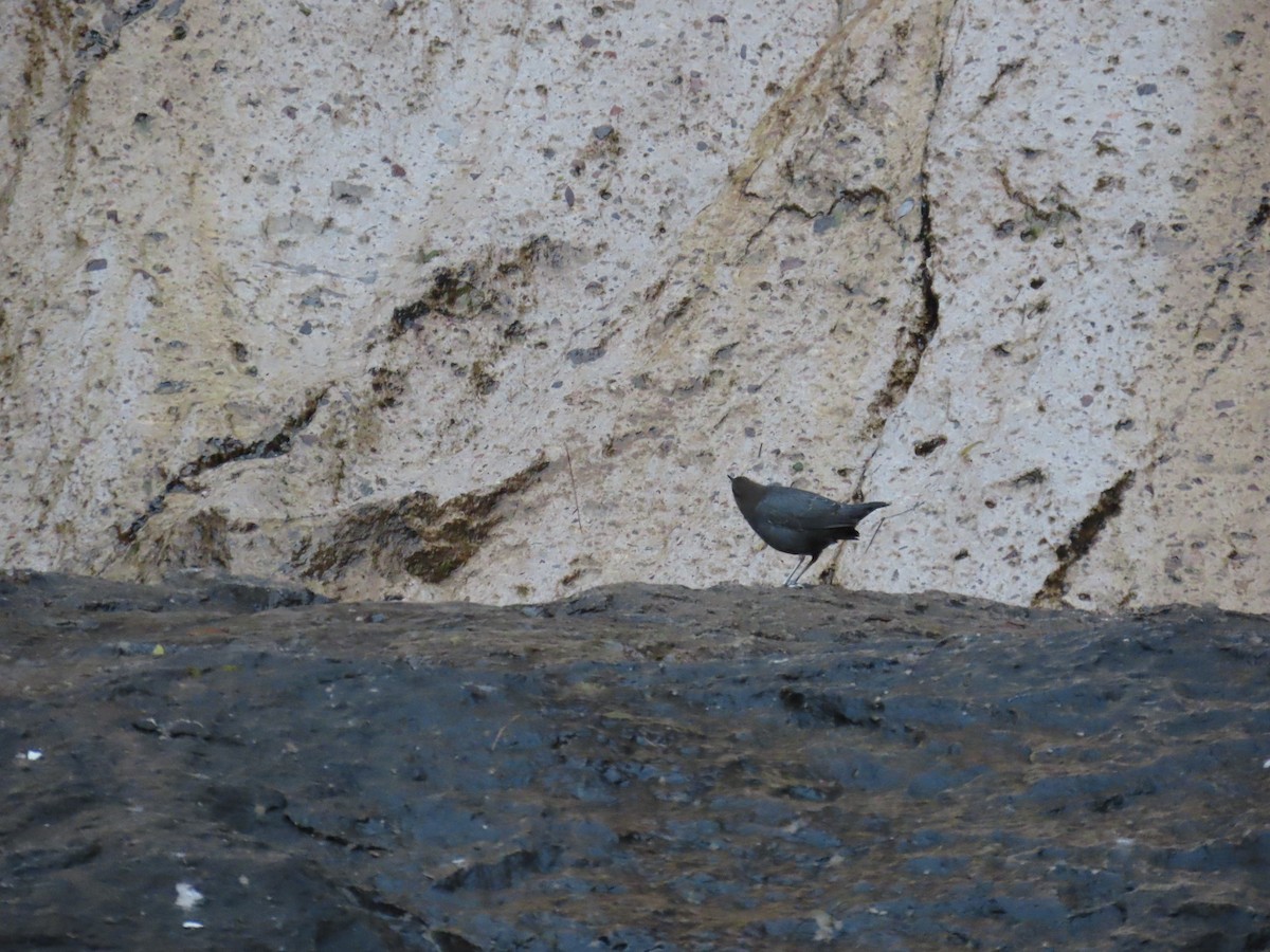 American Dipper - ML647662032