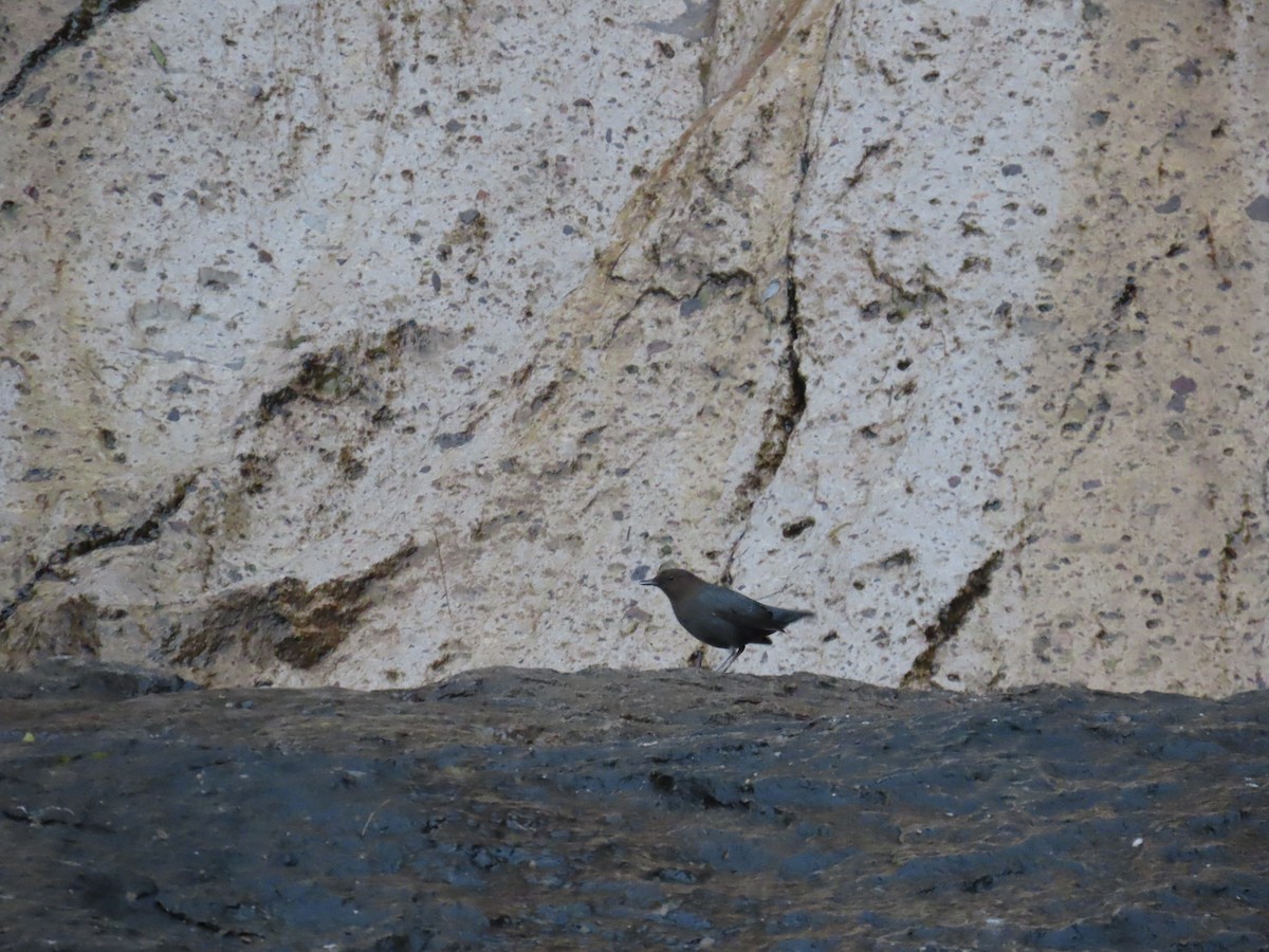 American Dipper - ML647662033