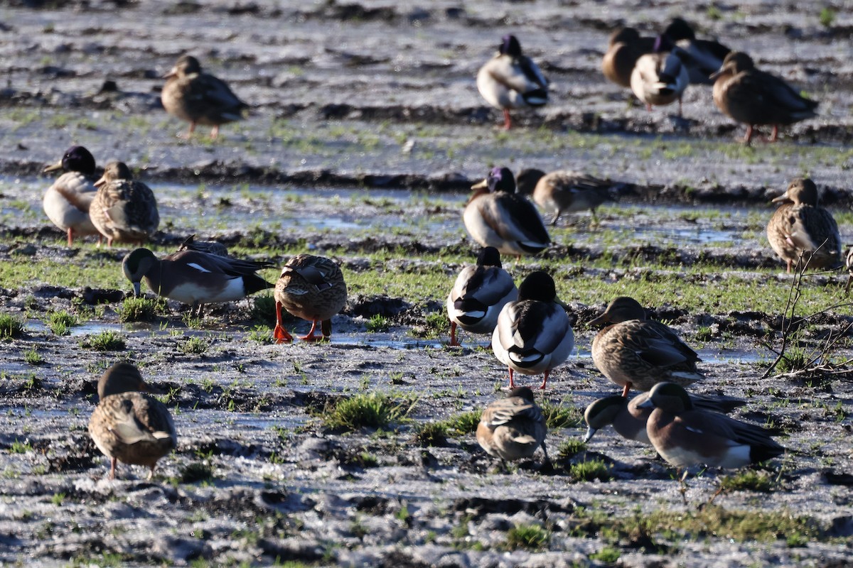 Canard d'Amérique - ML647662044