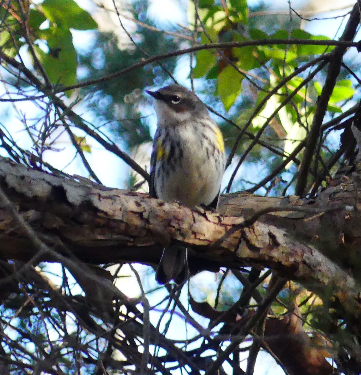 Yellow-rumped Warbler (Myrtle) - ML647662066