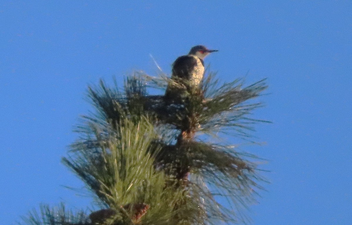 Altın Ağaçkakan - ML647662067