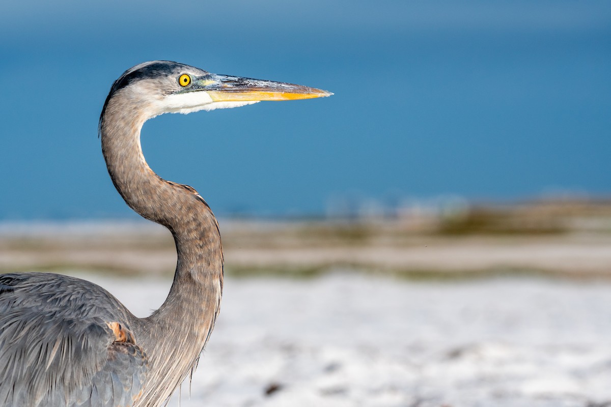 Great Blue Heron - ML647662078