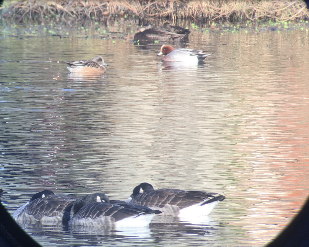 Canard d'Amérique - ML647662084