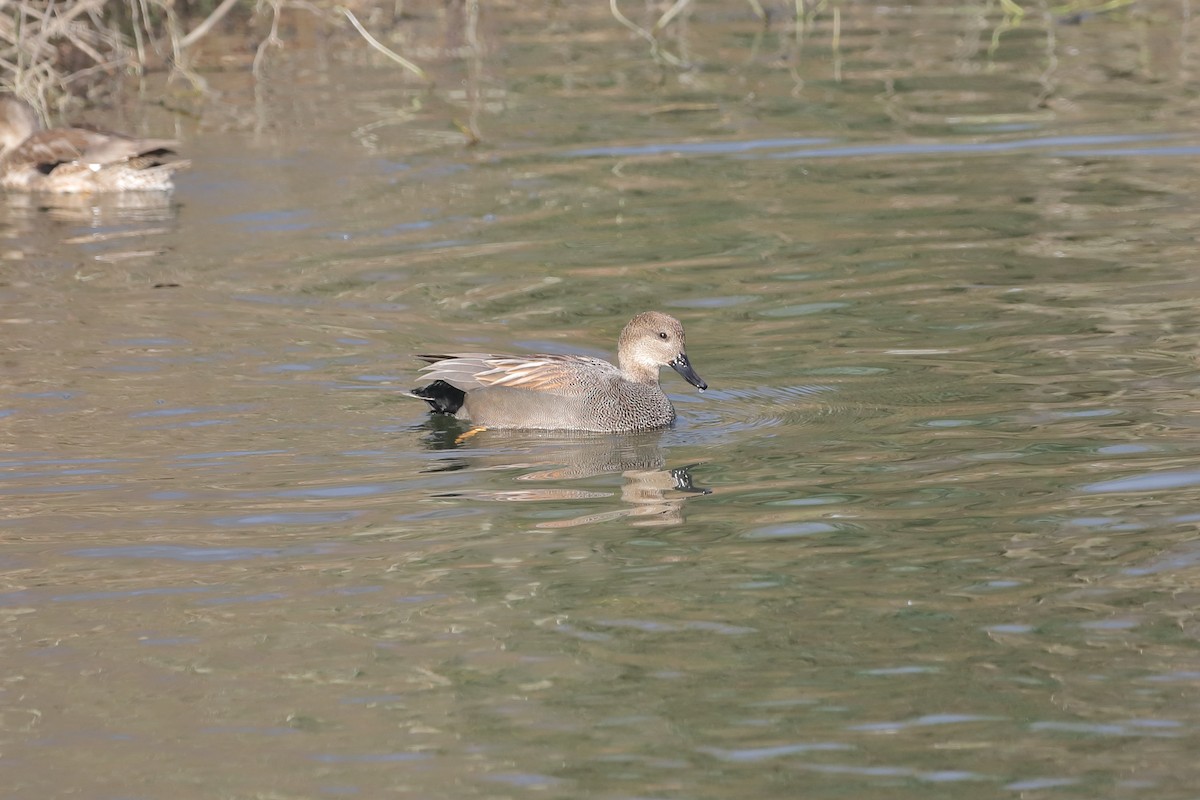 Canard chipeau - ML647662143
