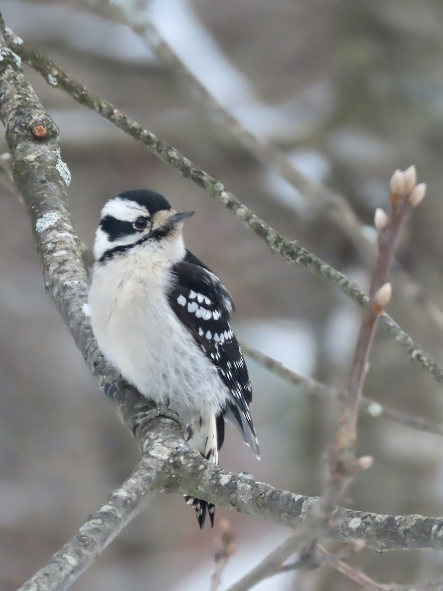 Downy Woodpecker - ML647662148
