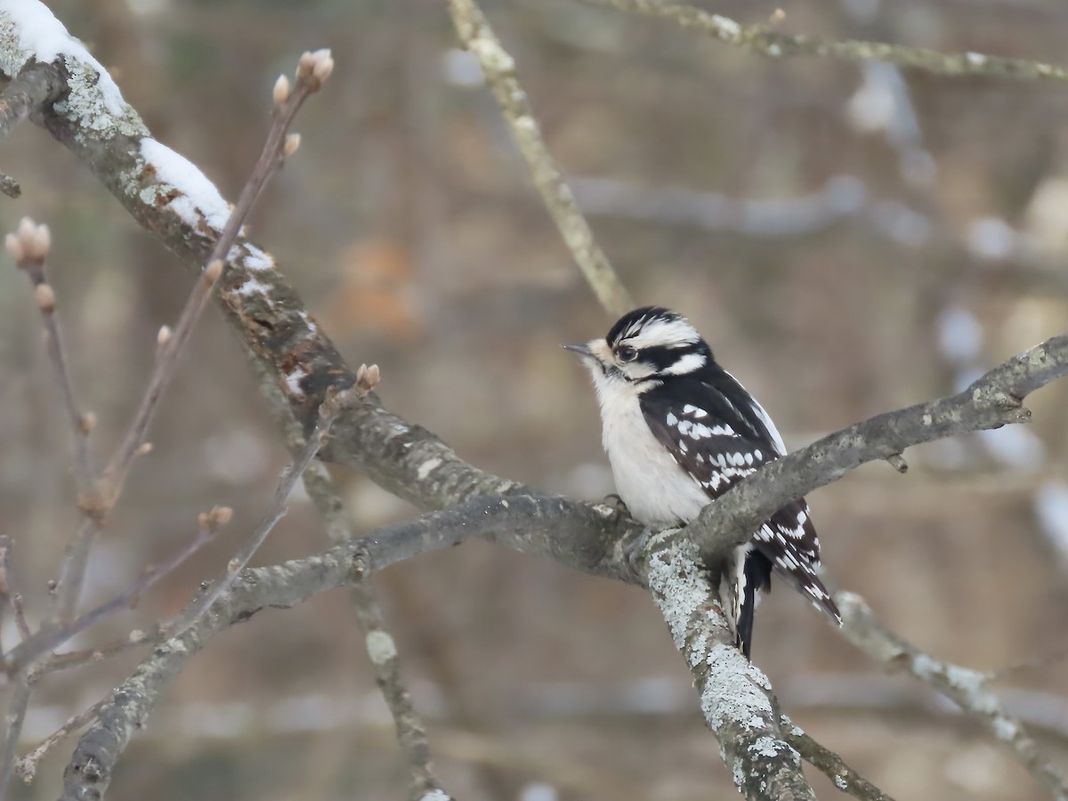 Downy Woodpecker - ML647662149