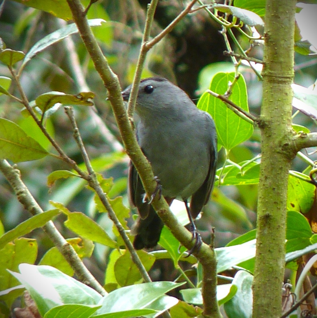 Miaulari grisa - ML647662162