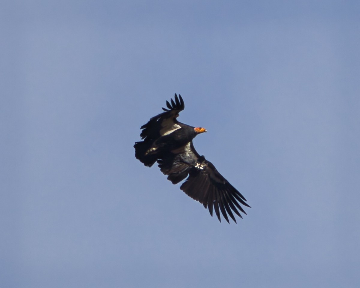 California Condor - ML647662163