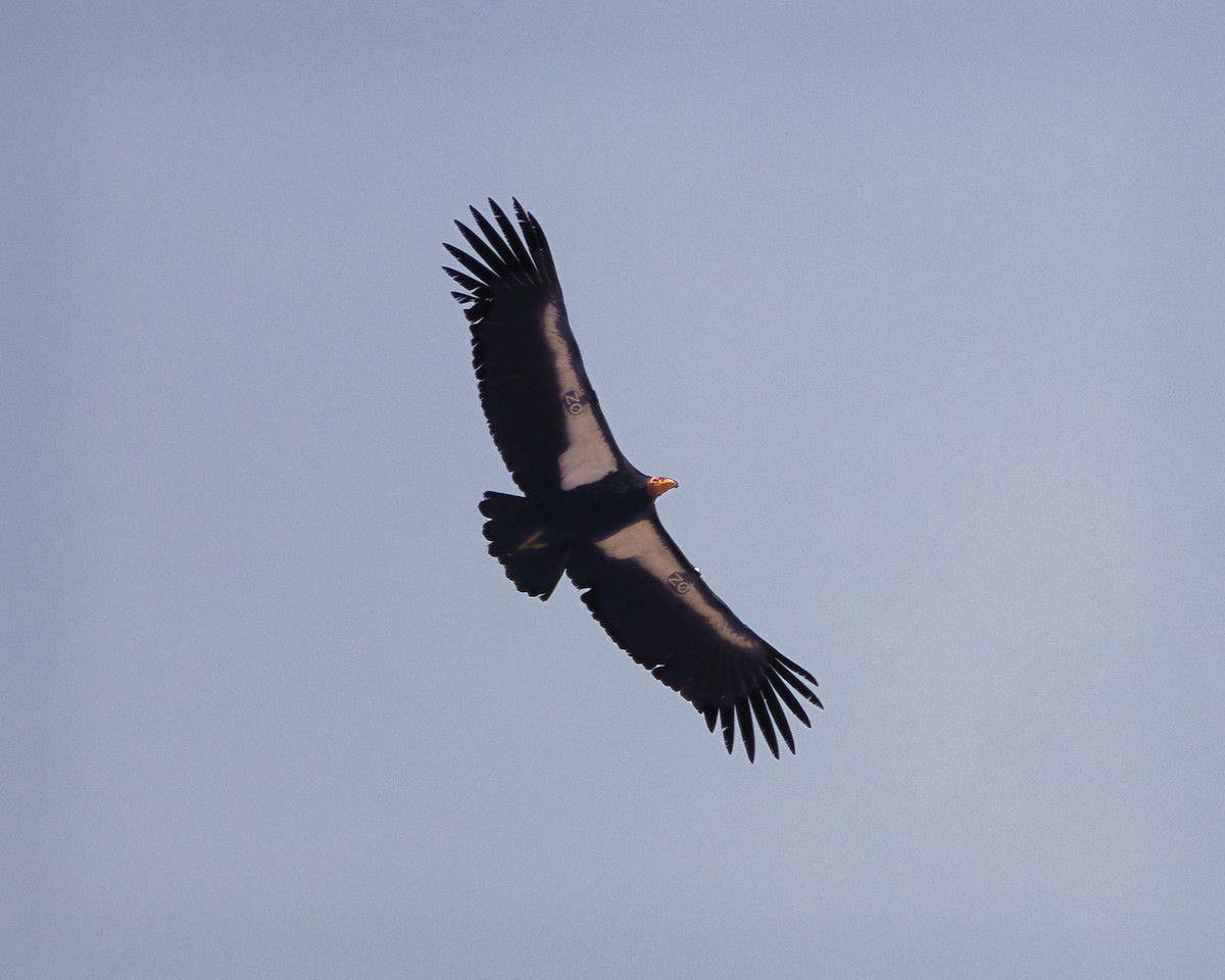 California Condor - ML647662170