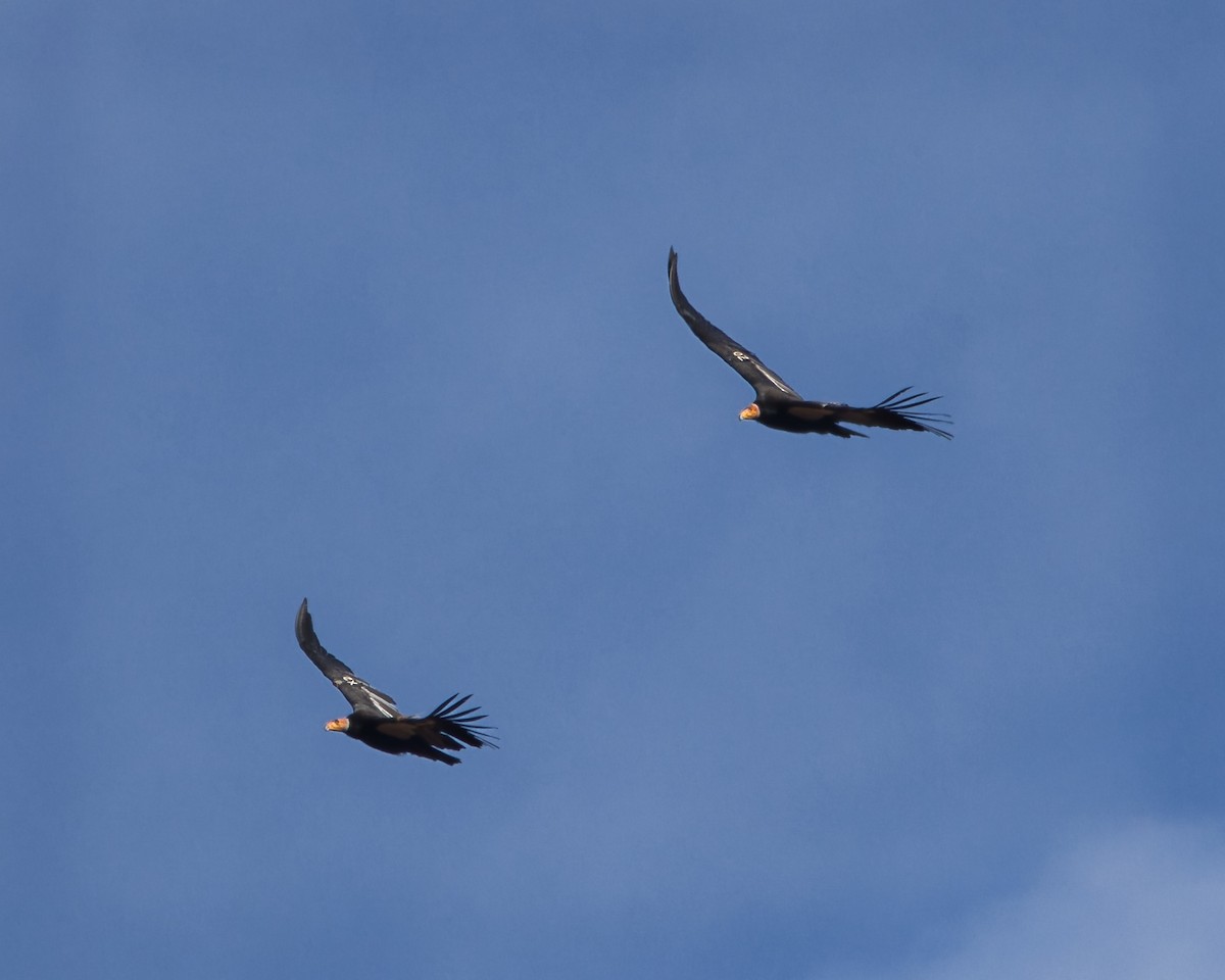 California Condor - ML647662174