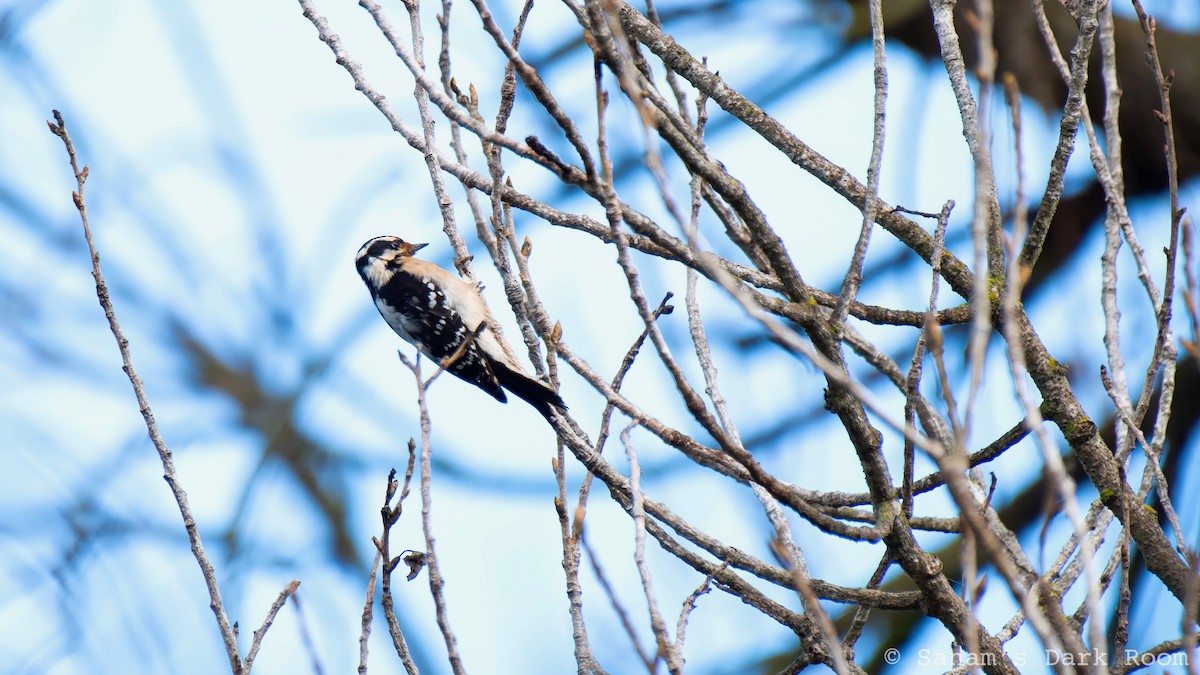 Downy Woodpecker - ML647662180