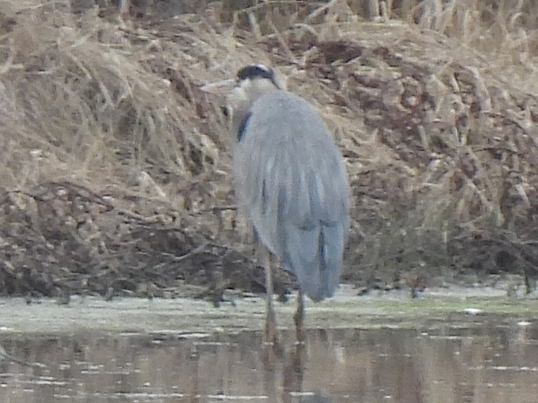 Great Blue Heron - ML647662181