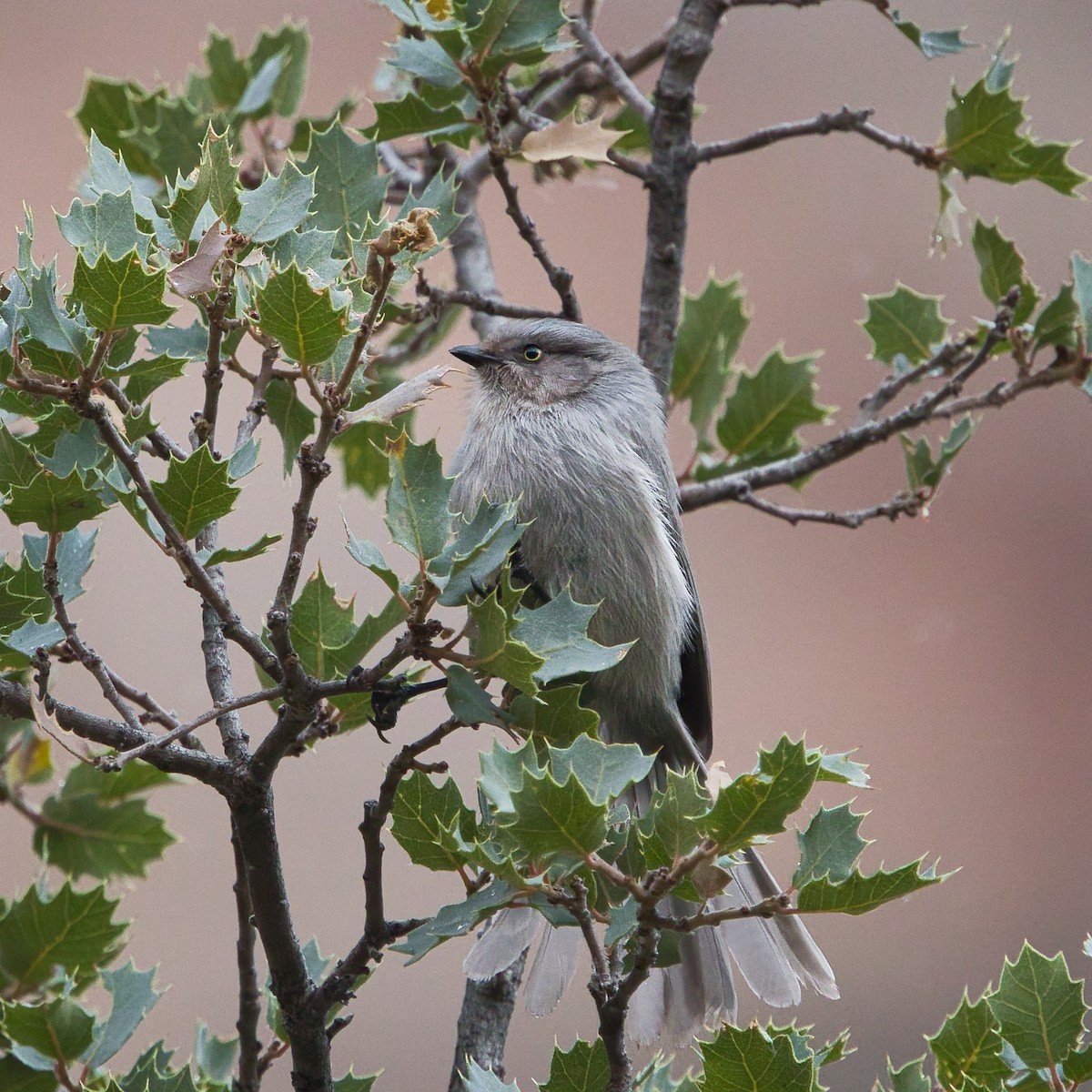 Bushtit - ML647662184