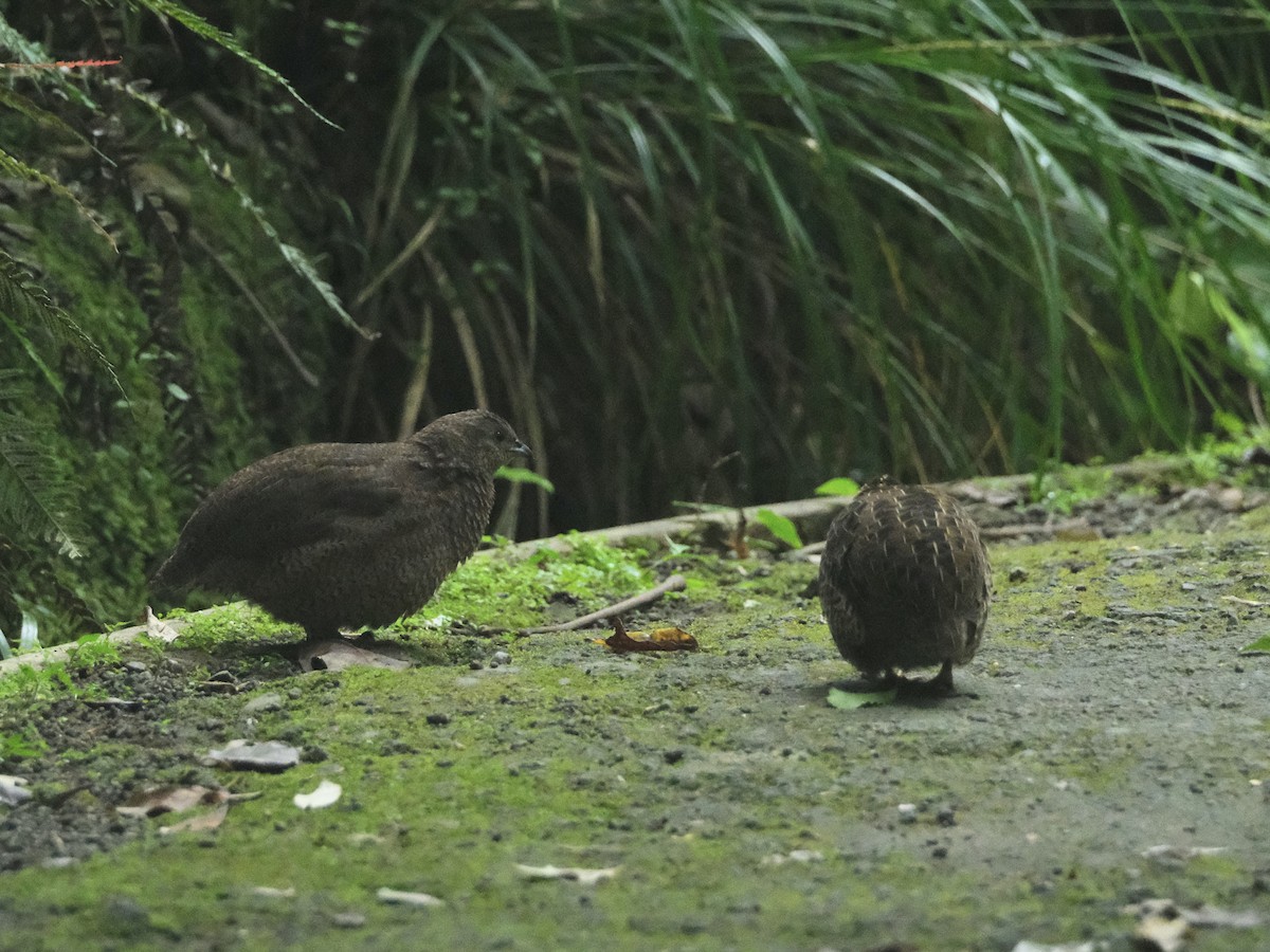Brown Quail - ML647662186