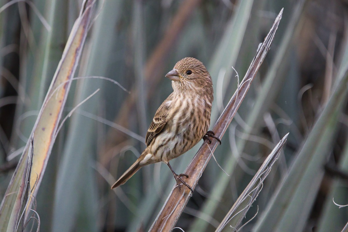 House Finch - ML647662190