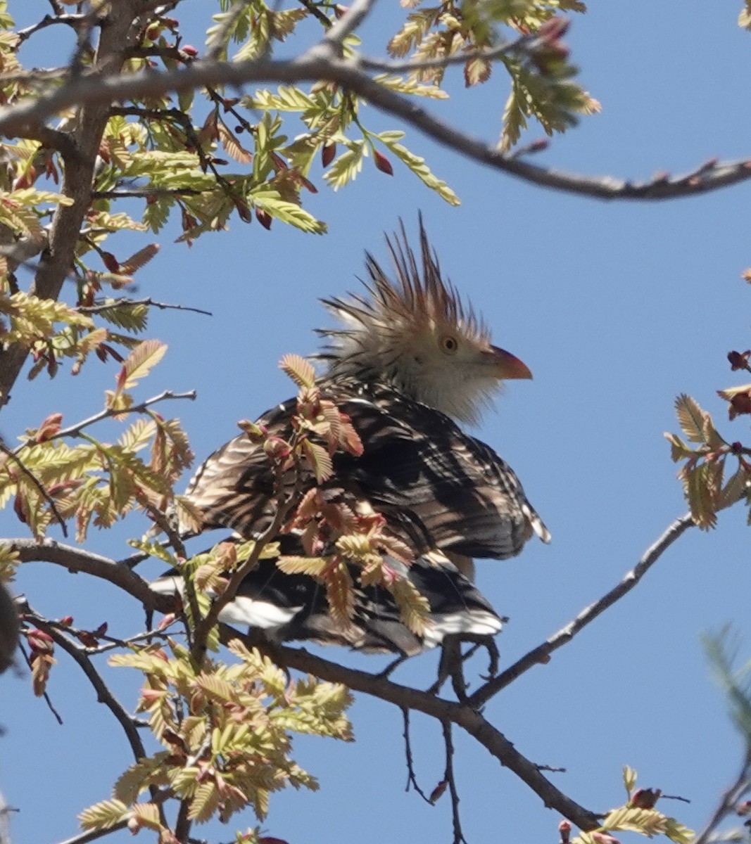 Guira Guguğu - ML647662191