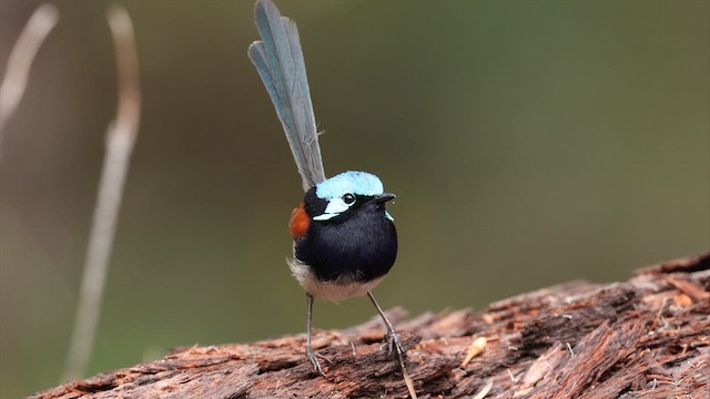 Малюр червоноплечий - ML647662198