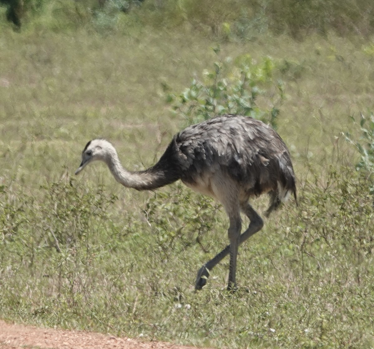 Greater Rhea - ML647662207