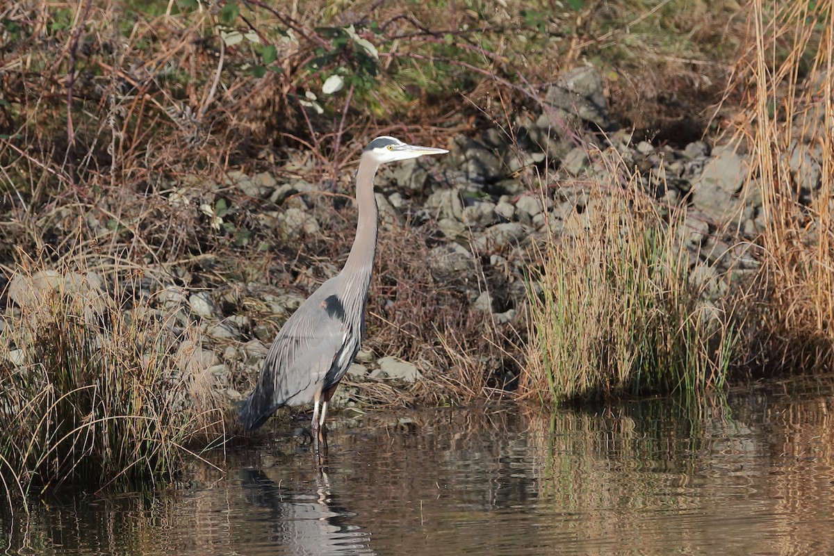 Great Blue Heron - ML647662210