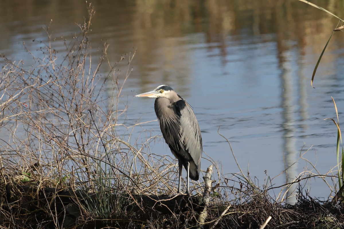 Great Blue Heron - ML647662211