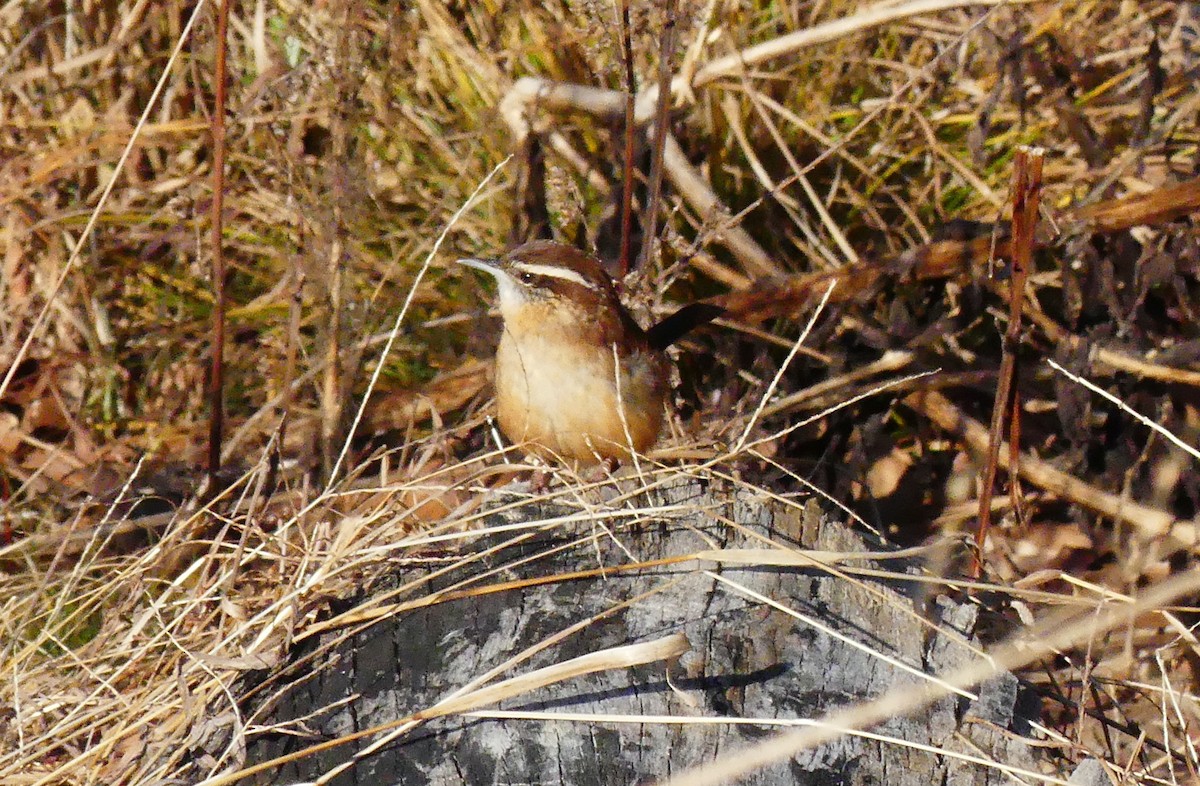 Carolina Wren - ML647662214