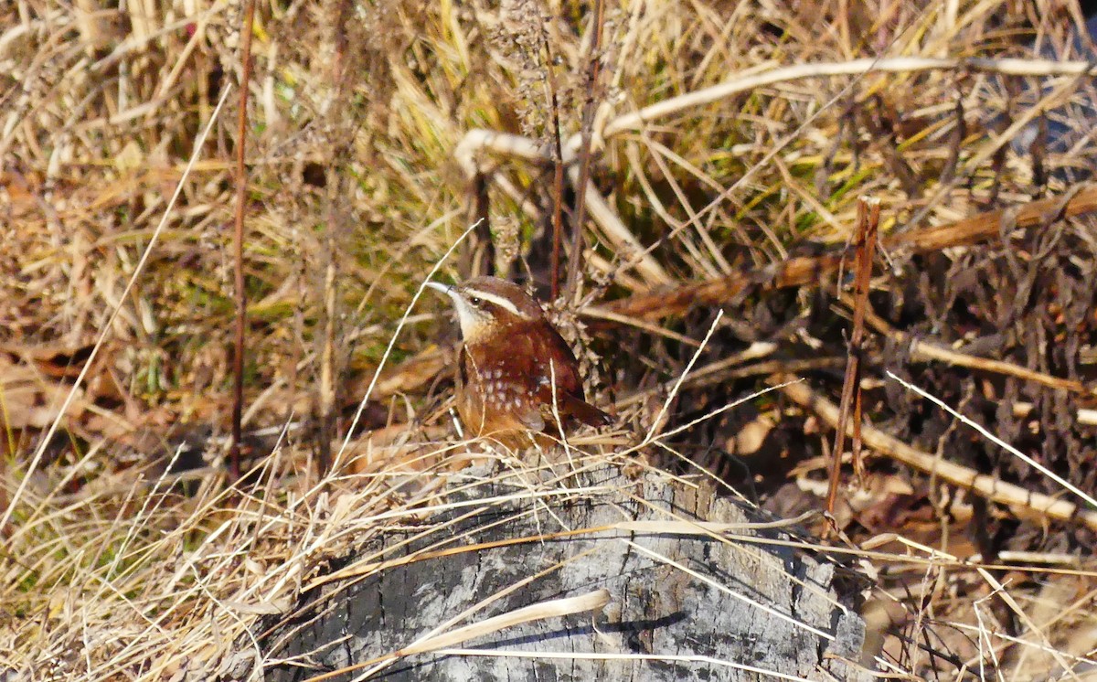 Carolina Wren - ML647662215