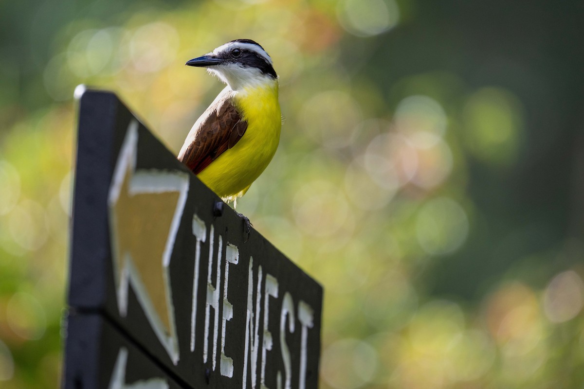 Great Kiskadee - ML647662217