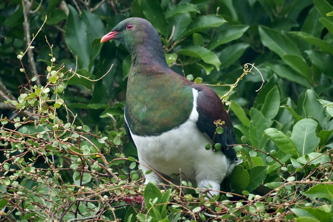 Yeni Zelanda Güvercini - ML647662243