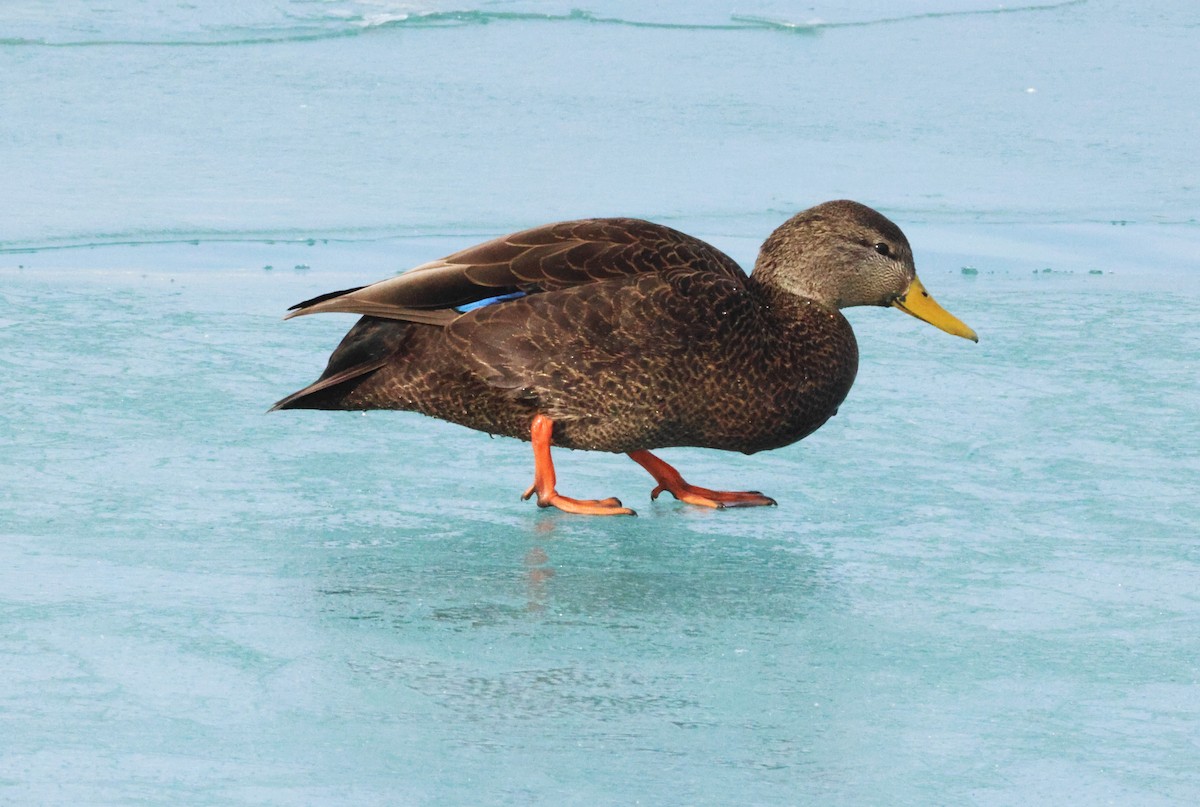 American Black Duck - ML647662255