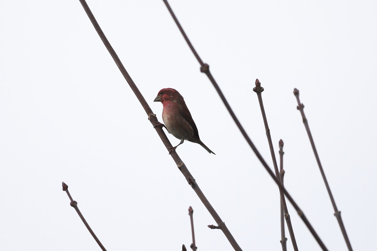 Purple Finch - ML647662271
