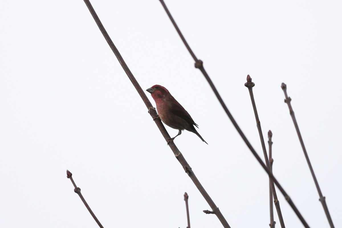 Purple Finch - ML647662273